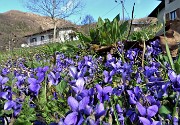 23 Violette primaverili alla Pernice (727 m)